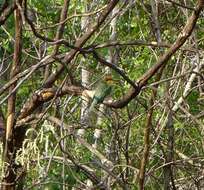 Image of Böhm's Bee-eater