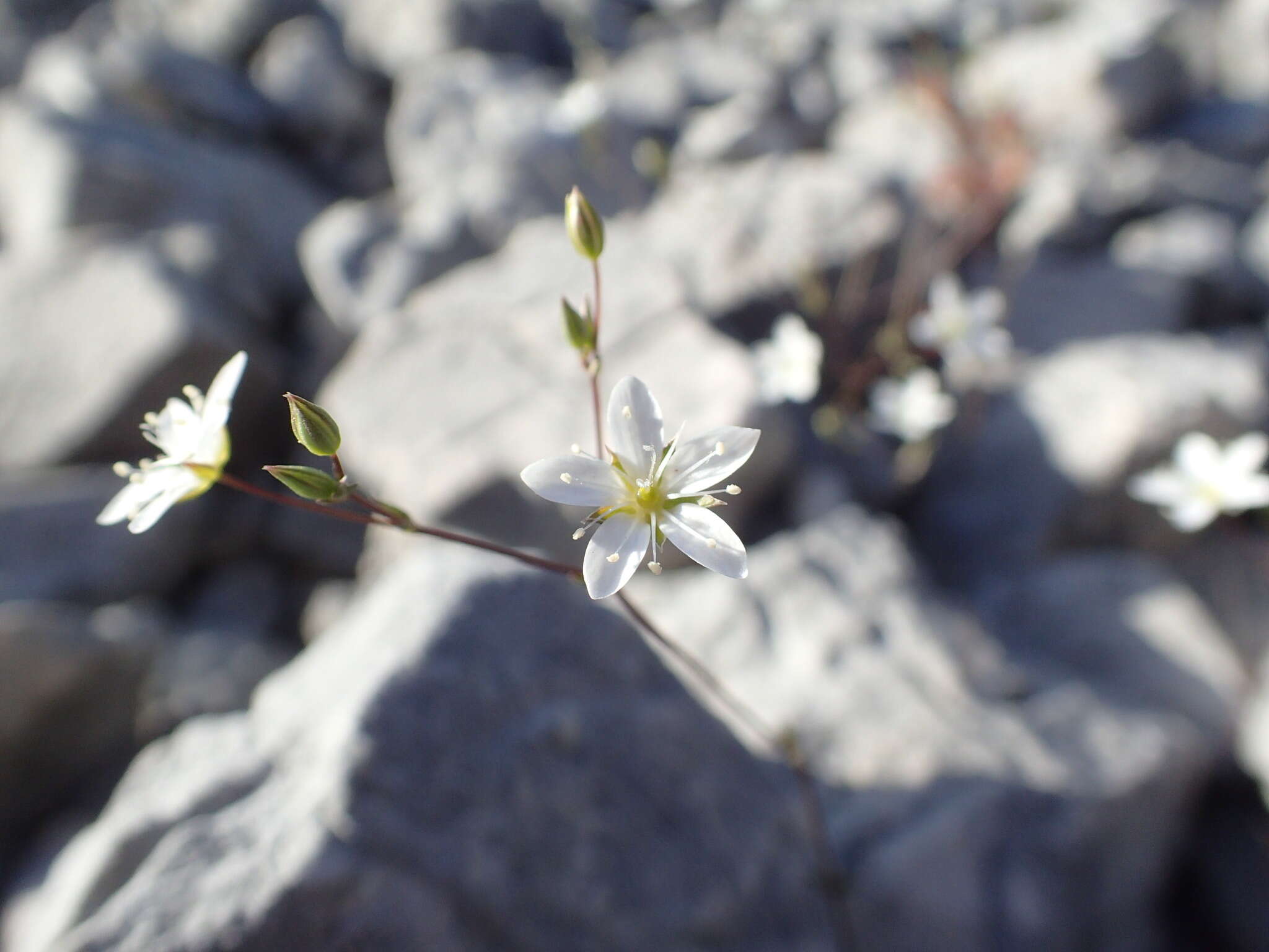 Sivun Arenaria provincialis Chater & Halliday kuva