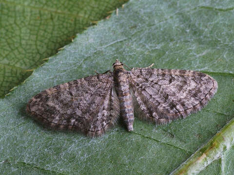 Eupithecia subfuscata Haworth 1890 resmi