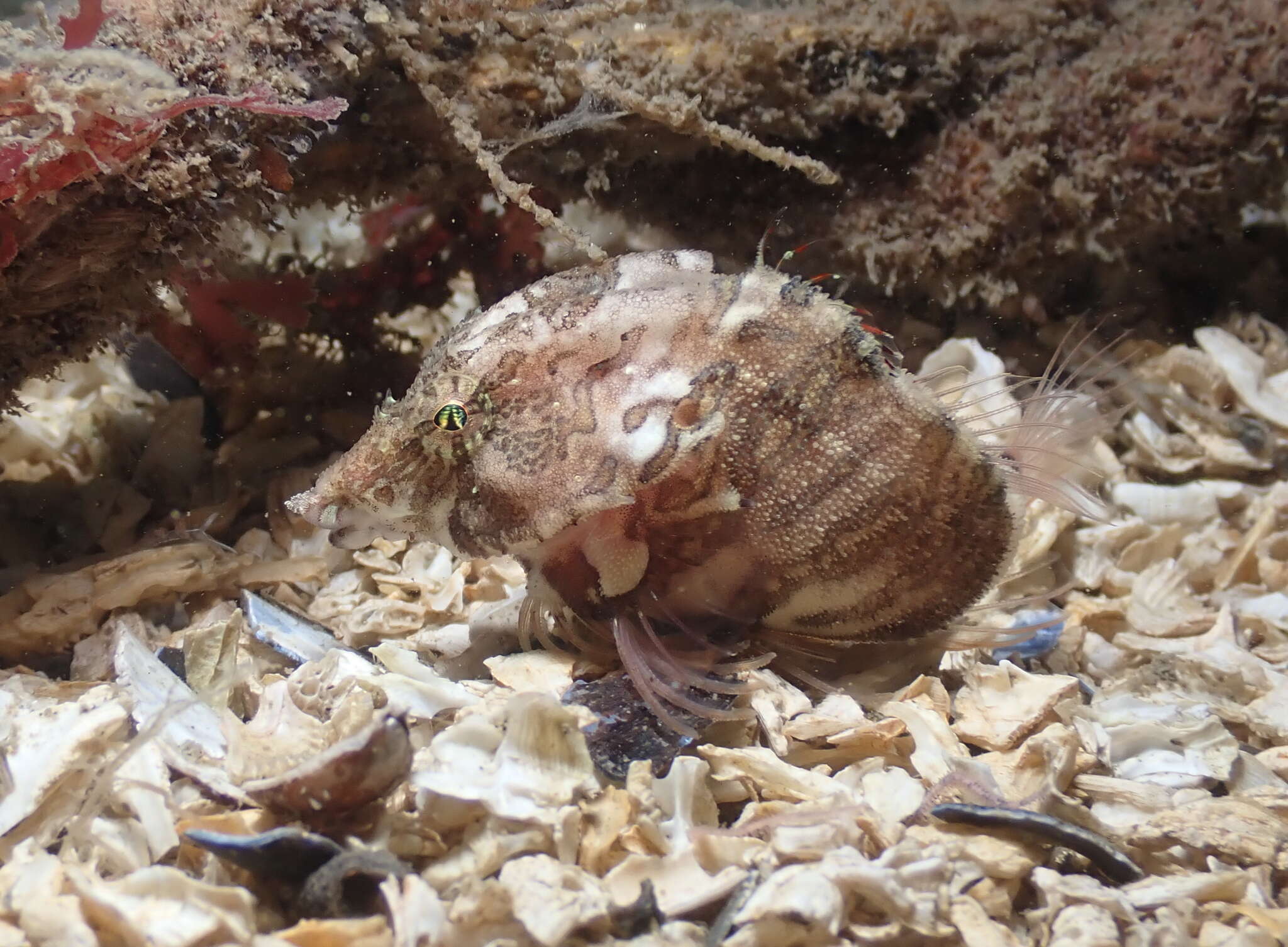 Image of grunt sculpins