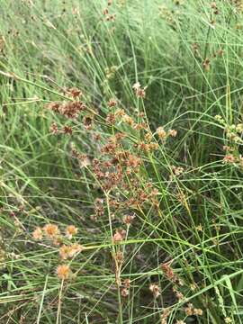 Juncus acuminatus Michx. resmi