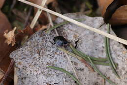 Image of Phyllodromica (Phyllodromica) maculata (Schreber 1781)