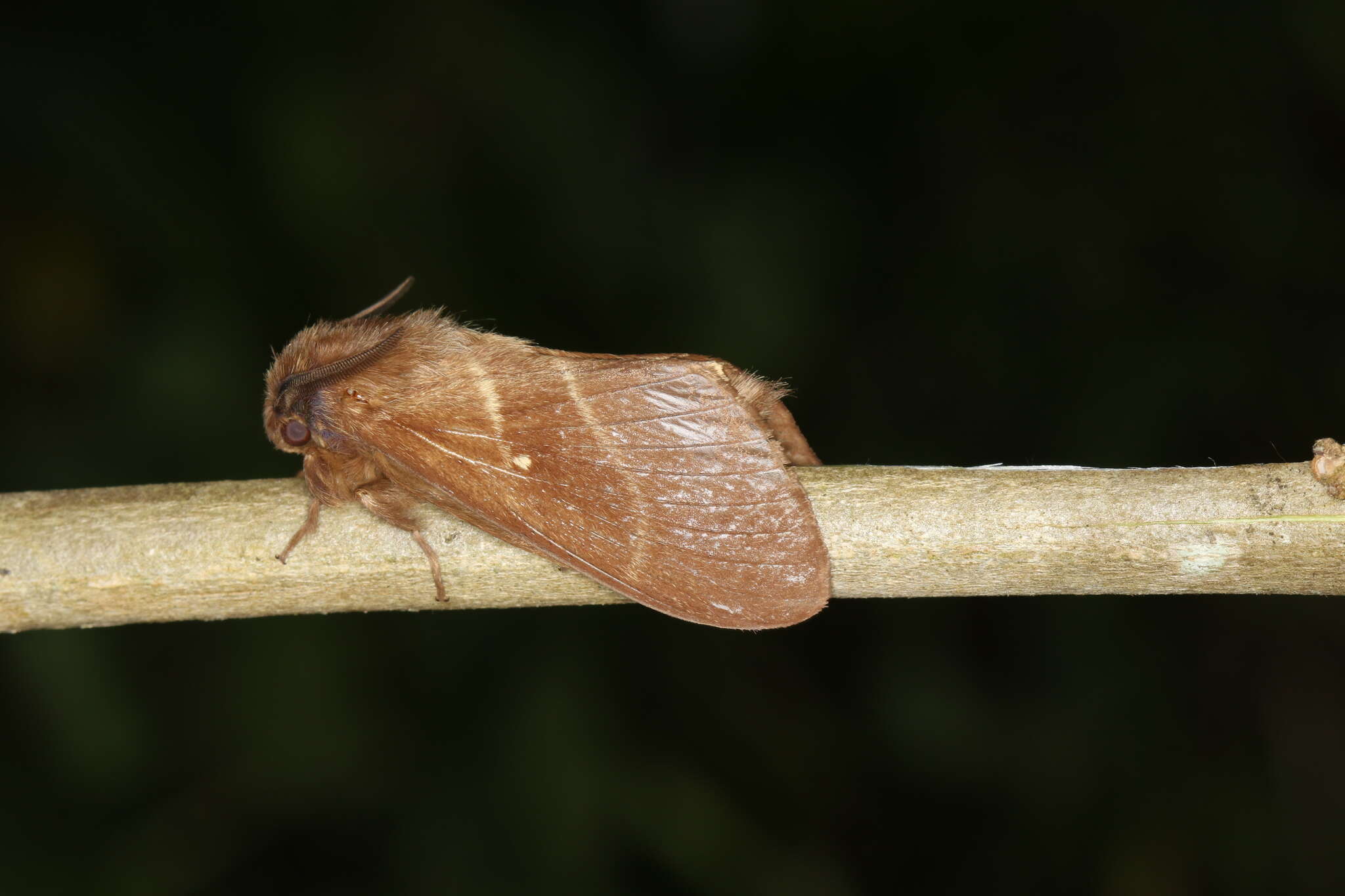 Image of Eutachyptera psidii Sallé 1857