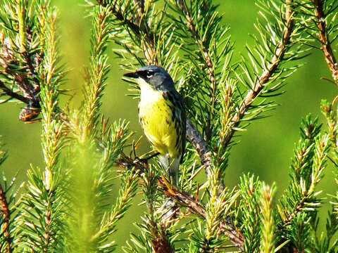 Image of Kirtland's Warbler