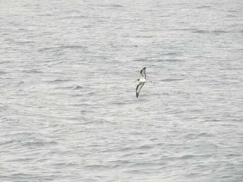 Image of Dark-rumped Petrel