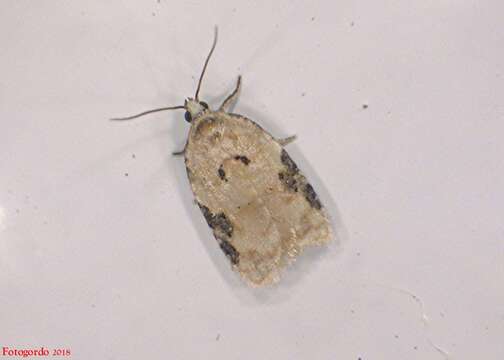 Image of Acleris simpliciana Walsingham 1879