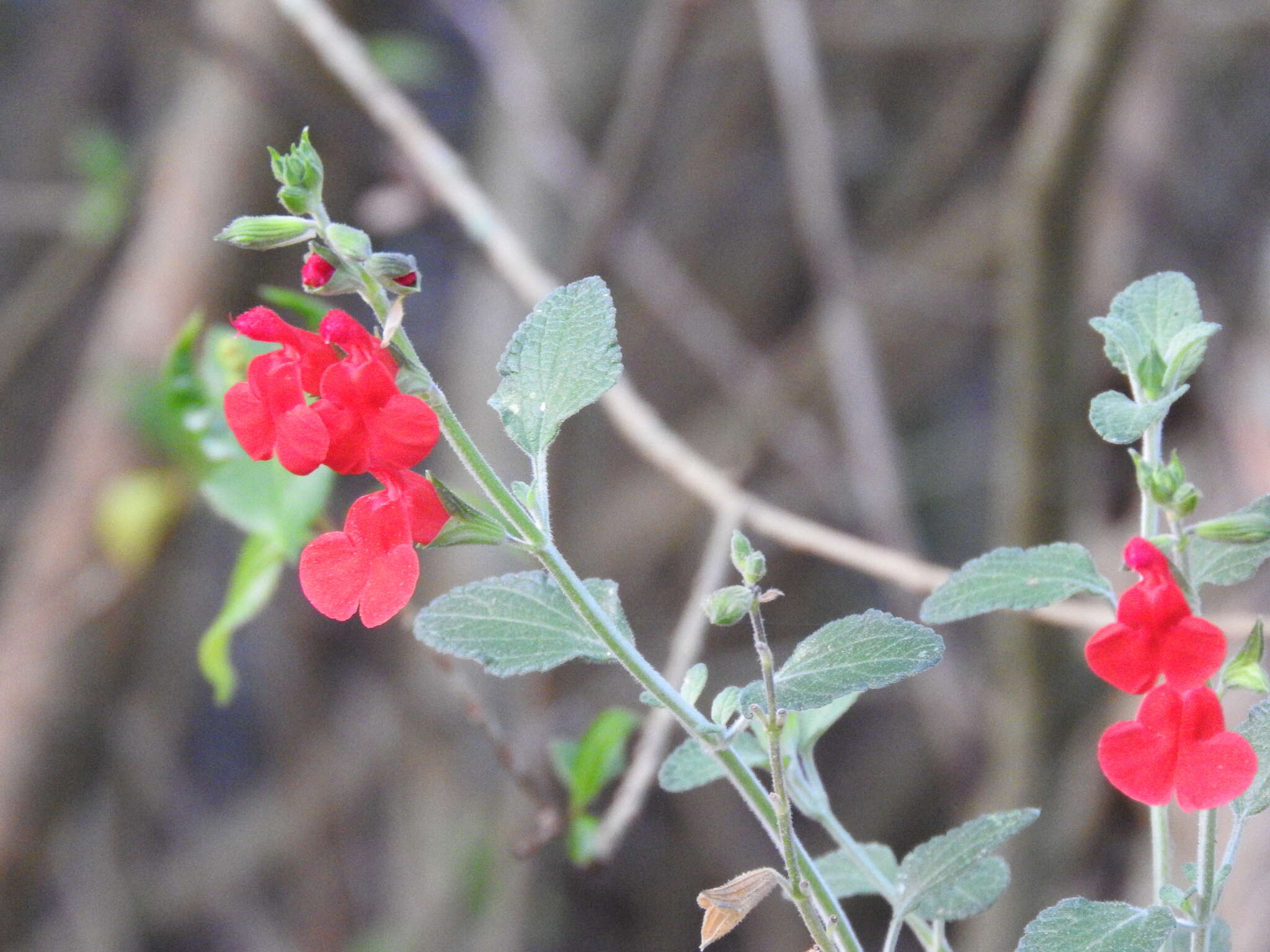 Salvia microphylla Kunth resmi