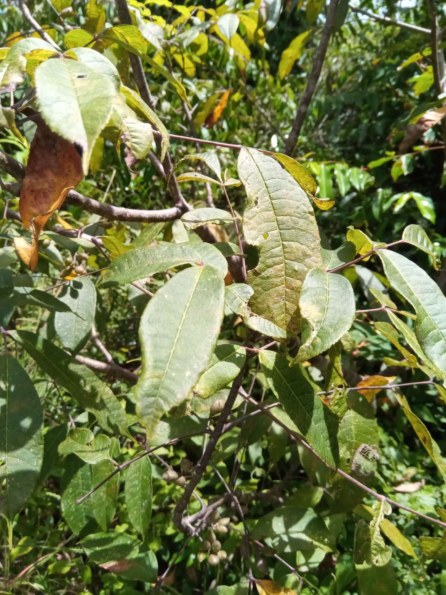 Sivun Commiphora pervilleana Engl. kuva