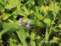 Plancia ëd Prunella vulgaris subsp. asiatica (Nakai) H. Hara