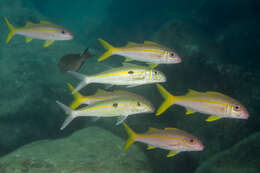 Image of Yellowstripe goatfish