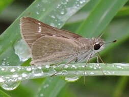 Image of Eufala Skipper