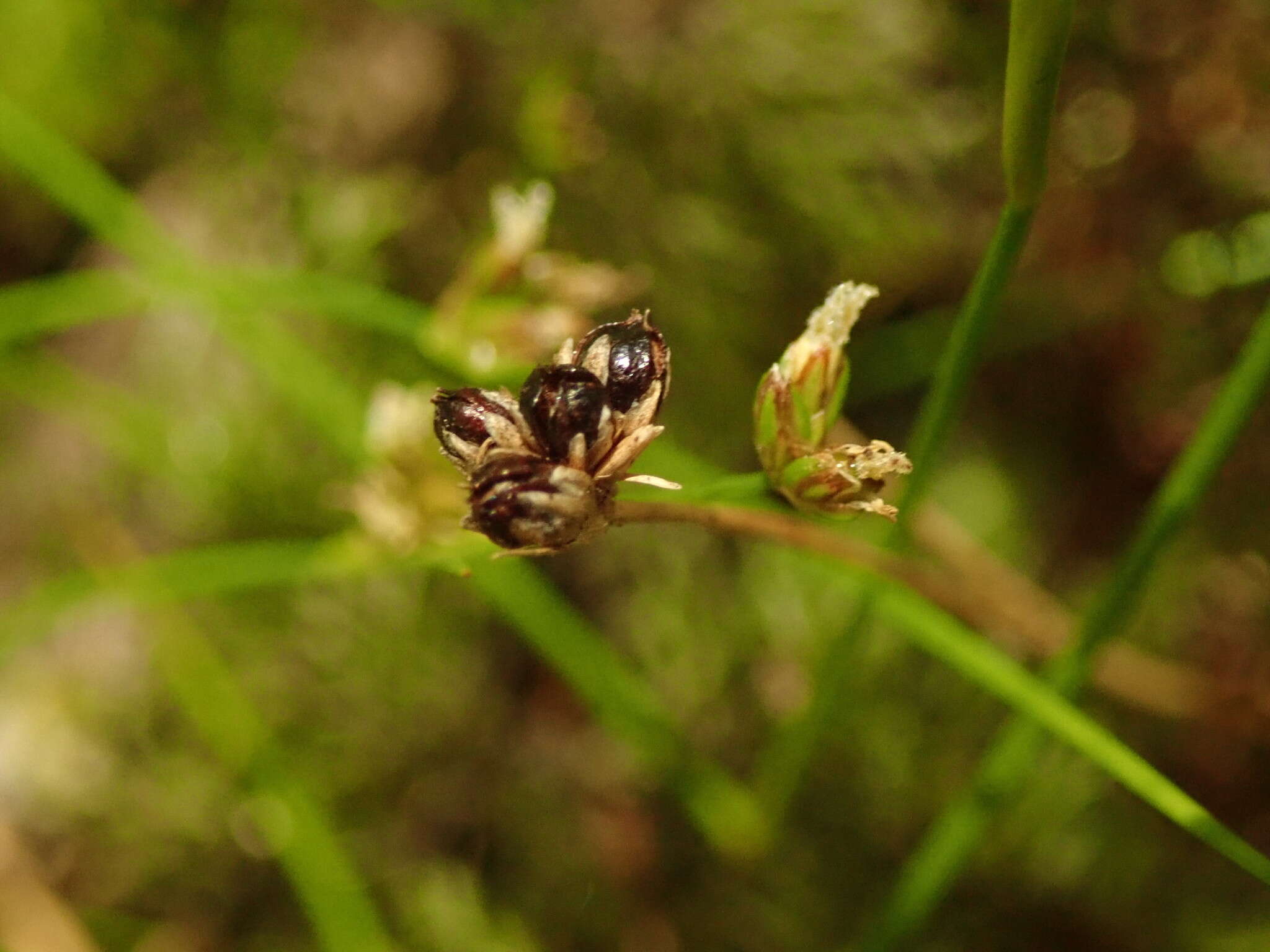 Imagem de Juncus novae-zelandiae Hook. fil.