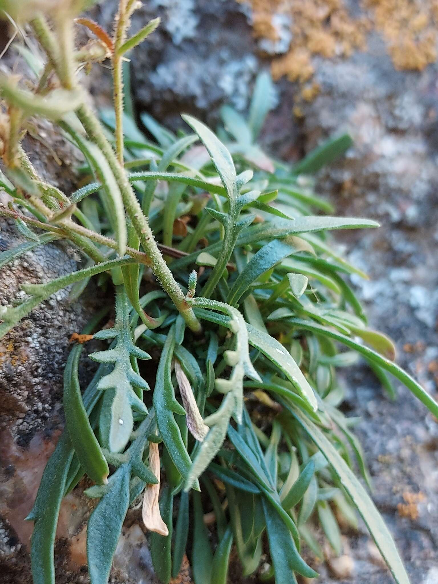 Image of Black Canyon gilia