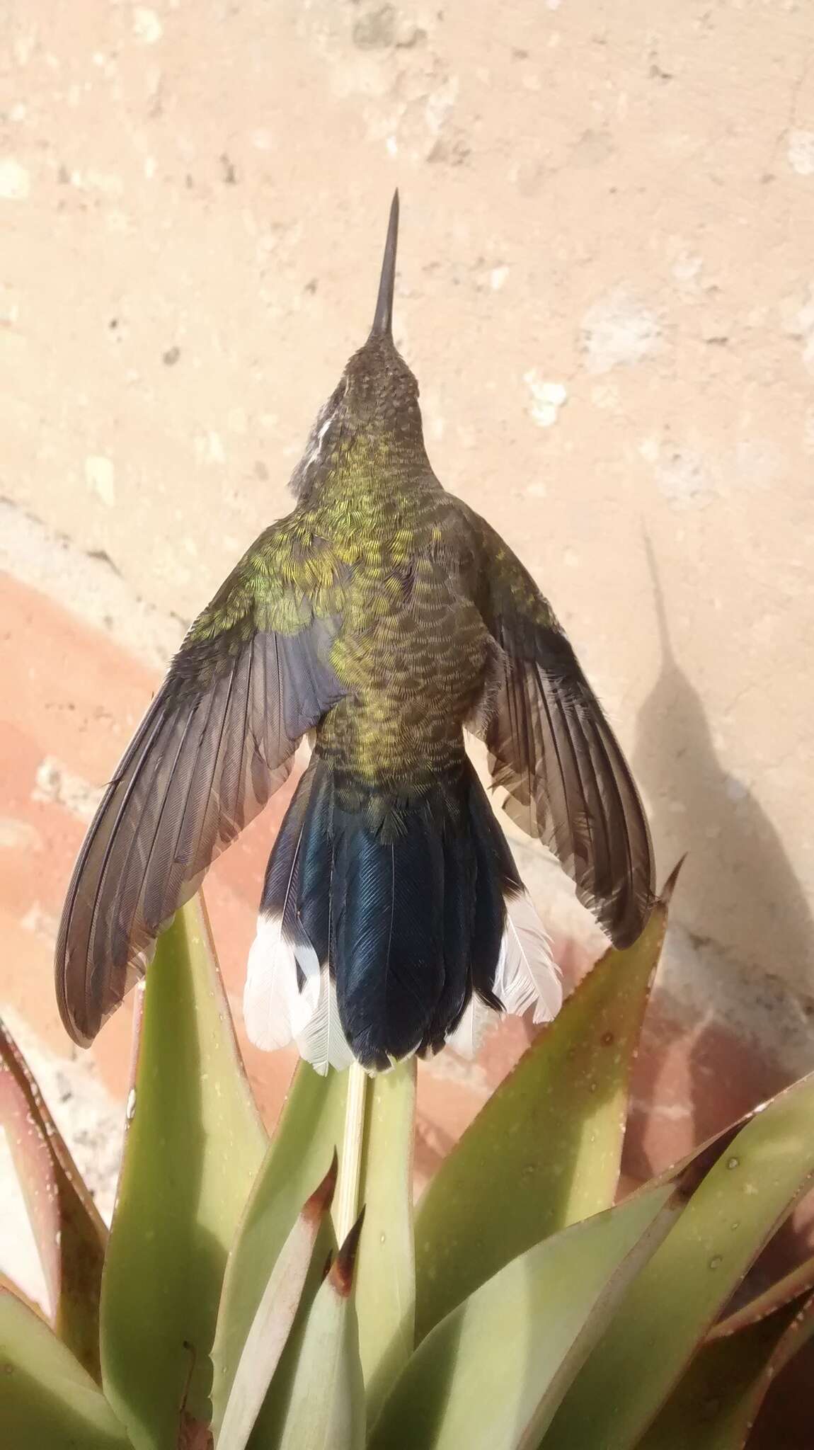 Image of Blue-throated Hummingbird