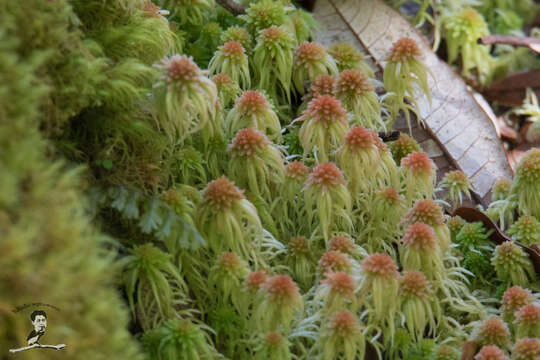 Imagem de Sphagnum cuspidatulum C. Müller 1874