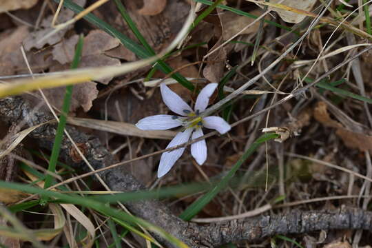 Image of Colchicum hungaricum Janka