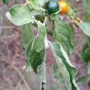 Image of Solanum stuckertii Bitter