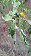 Image de Solanum stuckertii Bitter