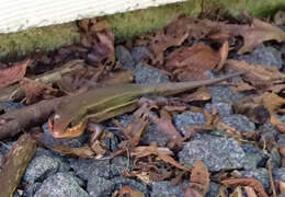 Image of Broad-headed Skink