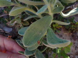 Imagem de Heliophila linearis var. reticulata (Eckl. & Zeyh.) Marais