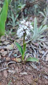 Image of Neotinea tridentata subsp. conica (Willd.) R. M. Bateman, Pridgeon & M. W. Chase