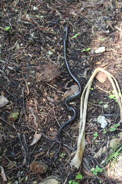 Image of Crocker's Sea Snake