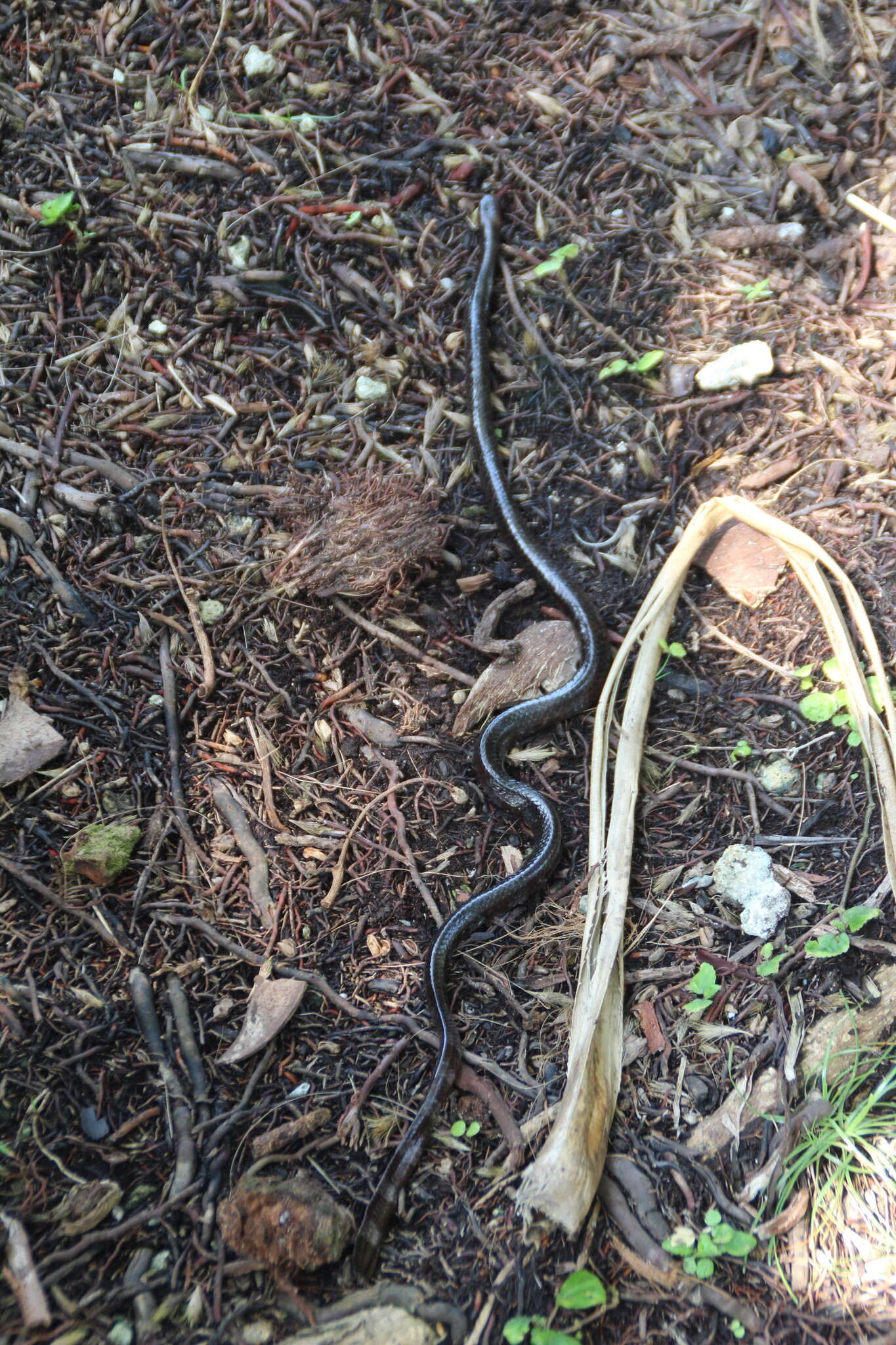 Image of Crocker's Sea Snake