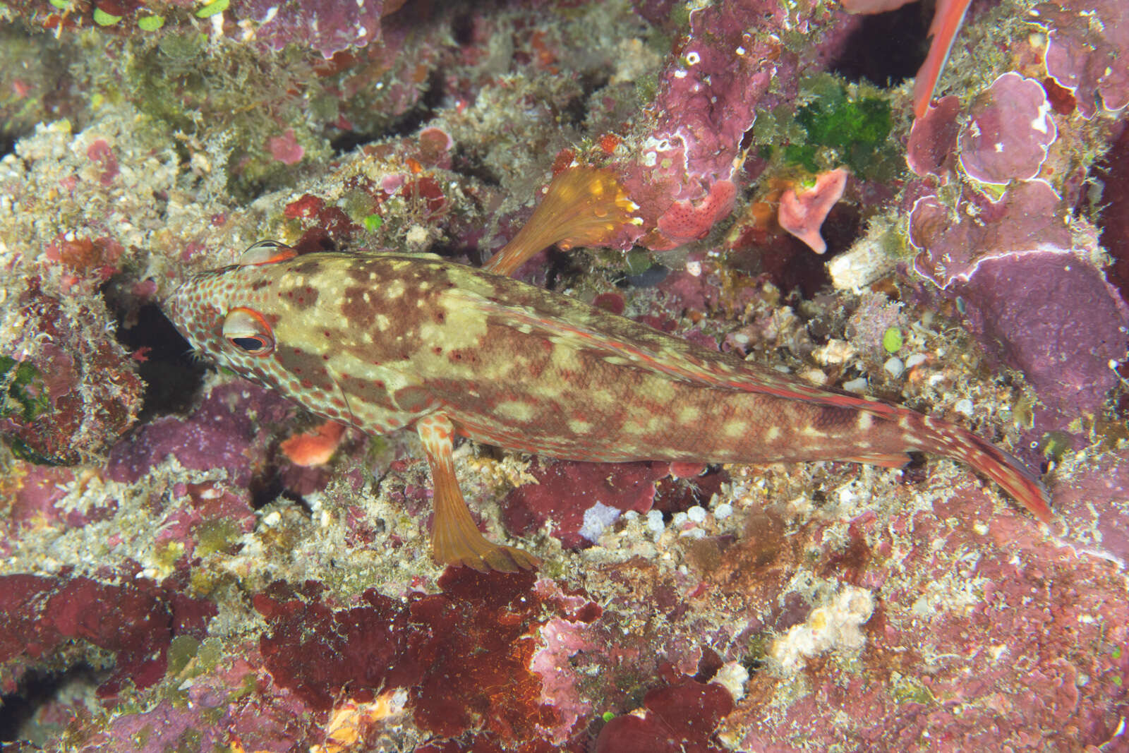 Plancia ëd Cephalopholis leopardus (Lacepède 1801)