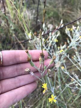 Image of narrowleaf silkgrass