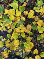 Image of Nothofagus gunnii (Hook. fil.) Oerst.