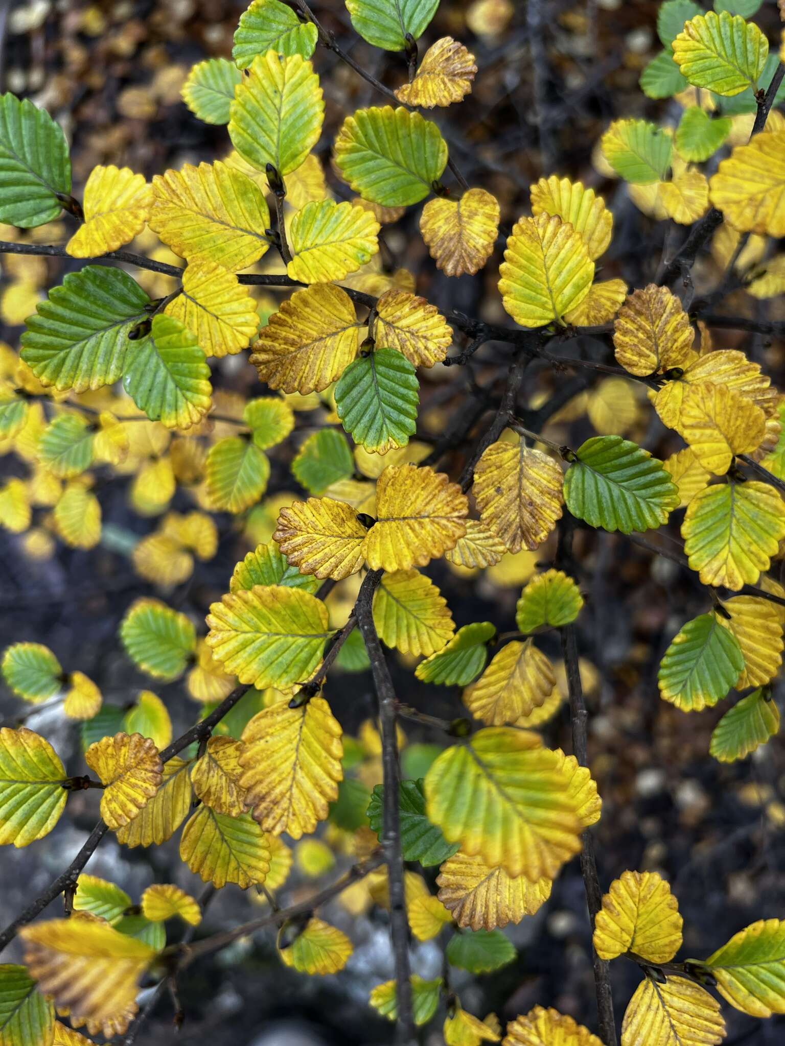 Image of Nothofagus gunnii (Hook. fil.) Oerst.