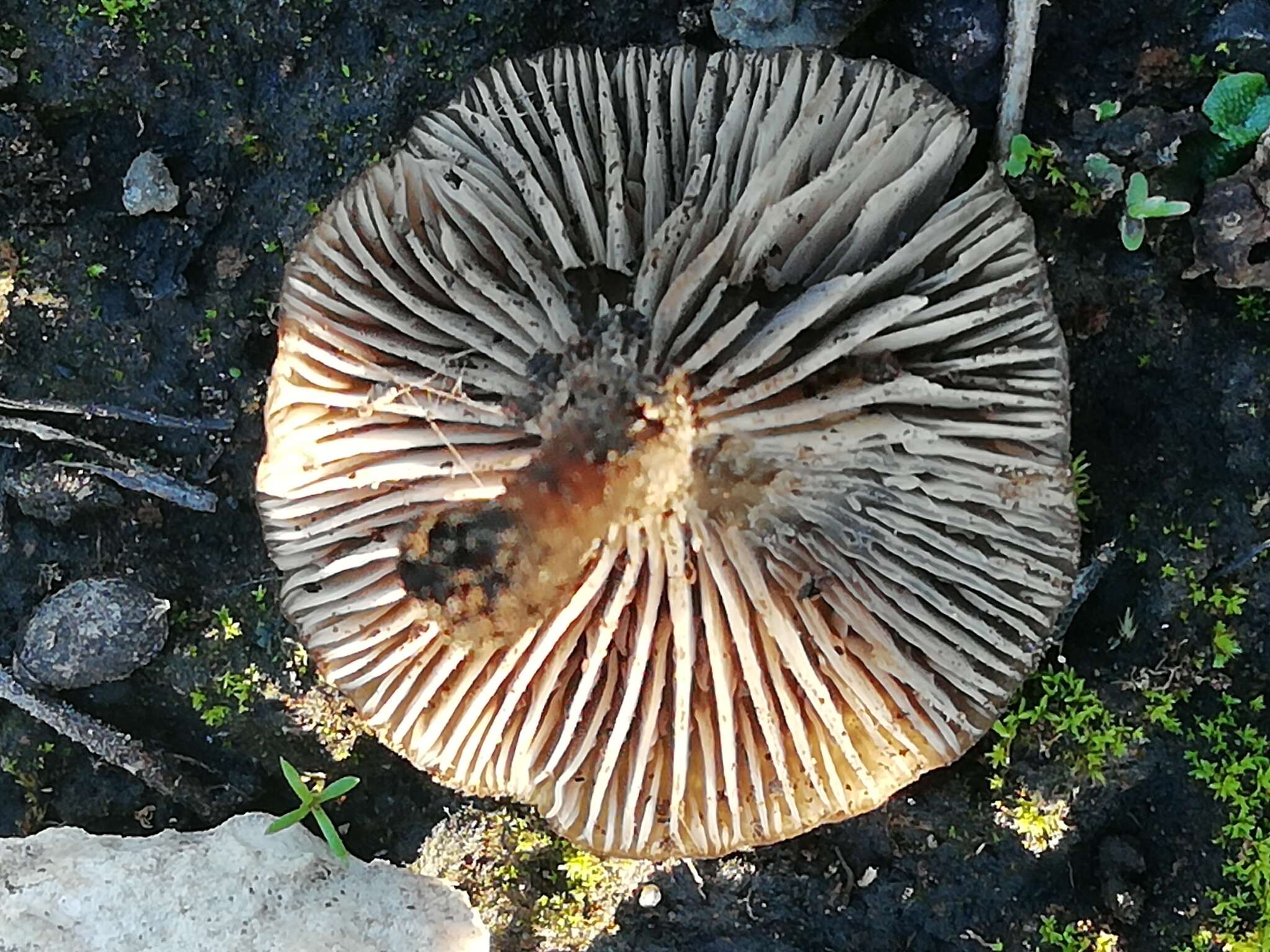 Слика од Tephrocybe anthracophila (Lasch) P. D. Orton 1969