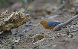 Image of Orange-headed Thrush