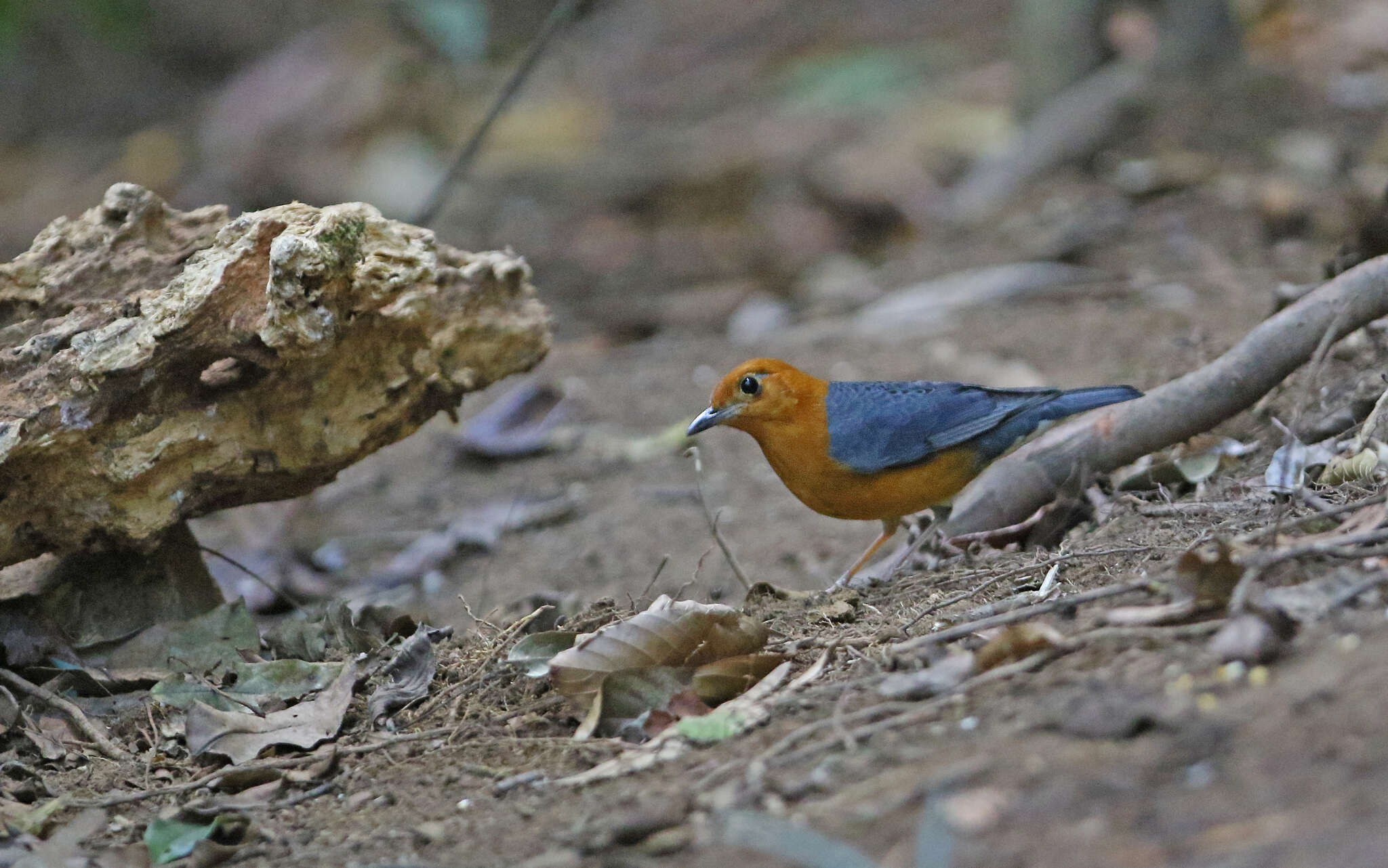 Image de Grive à tête orange