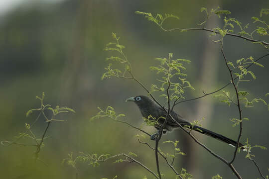 Image of Blue-faced Malkoha