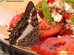 Charaxes brutus natalensis Staudinger 1886的圖片