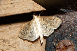 Image de Herpetogramma pertextalis Lederer 1863