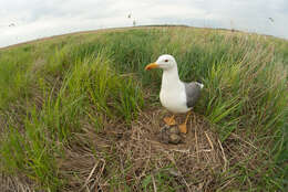 Image of Larus fuscus barabensis Johansen & HC 1960