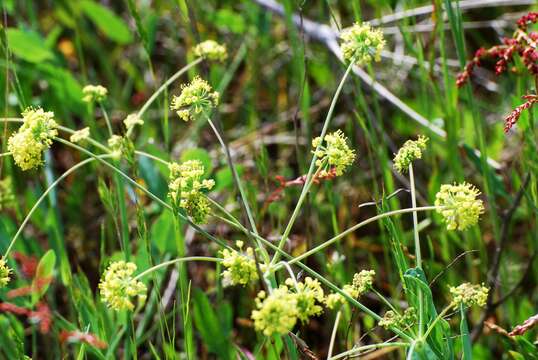 Image of barestem biscuitroot