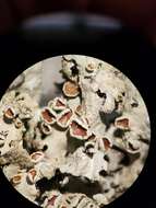 Image of Hypotrachyna lichen