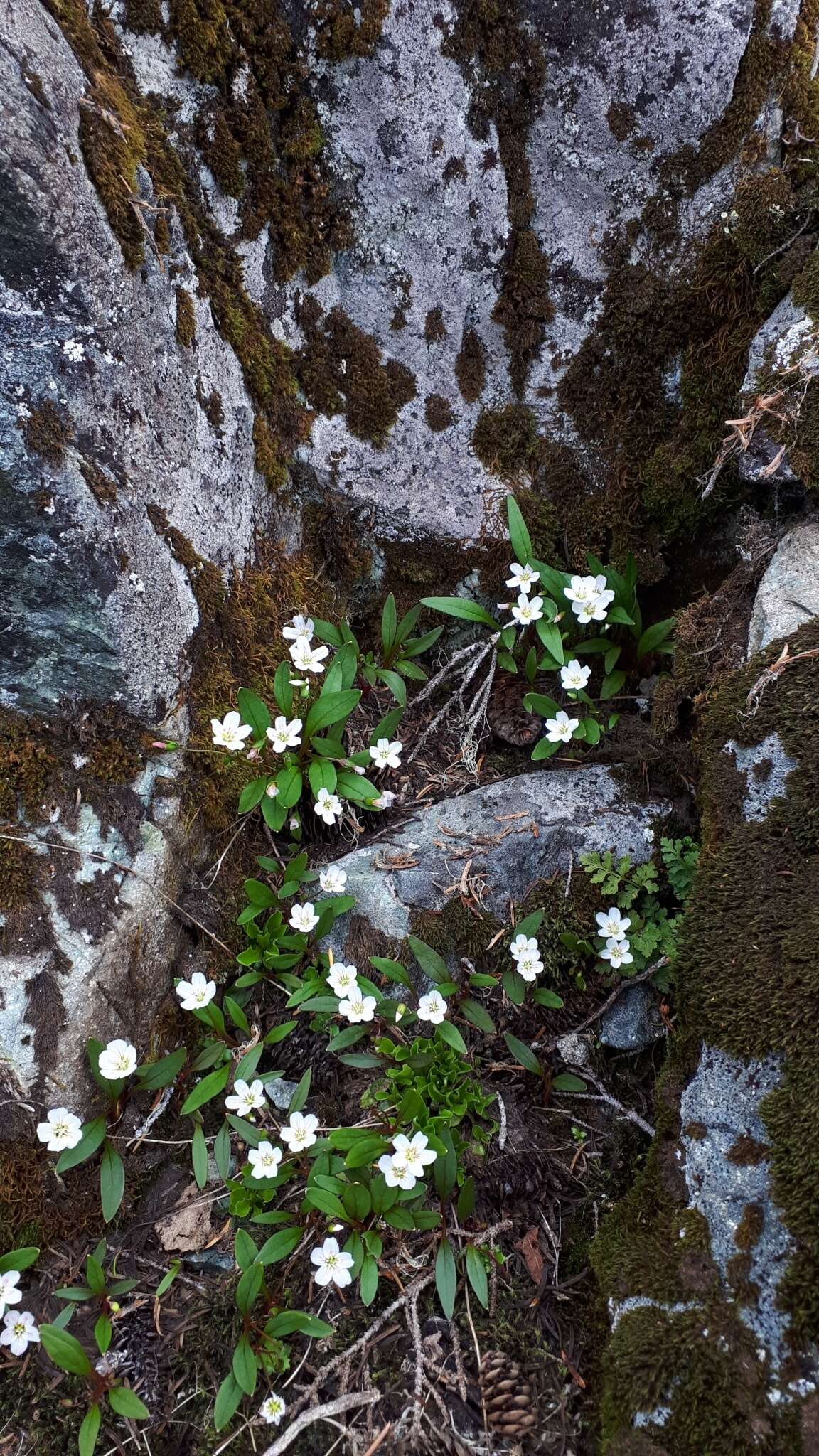 Image of Pacific springbeauty