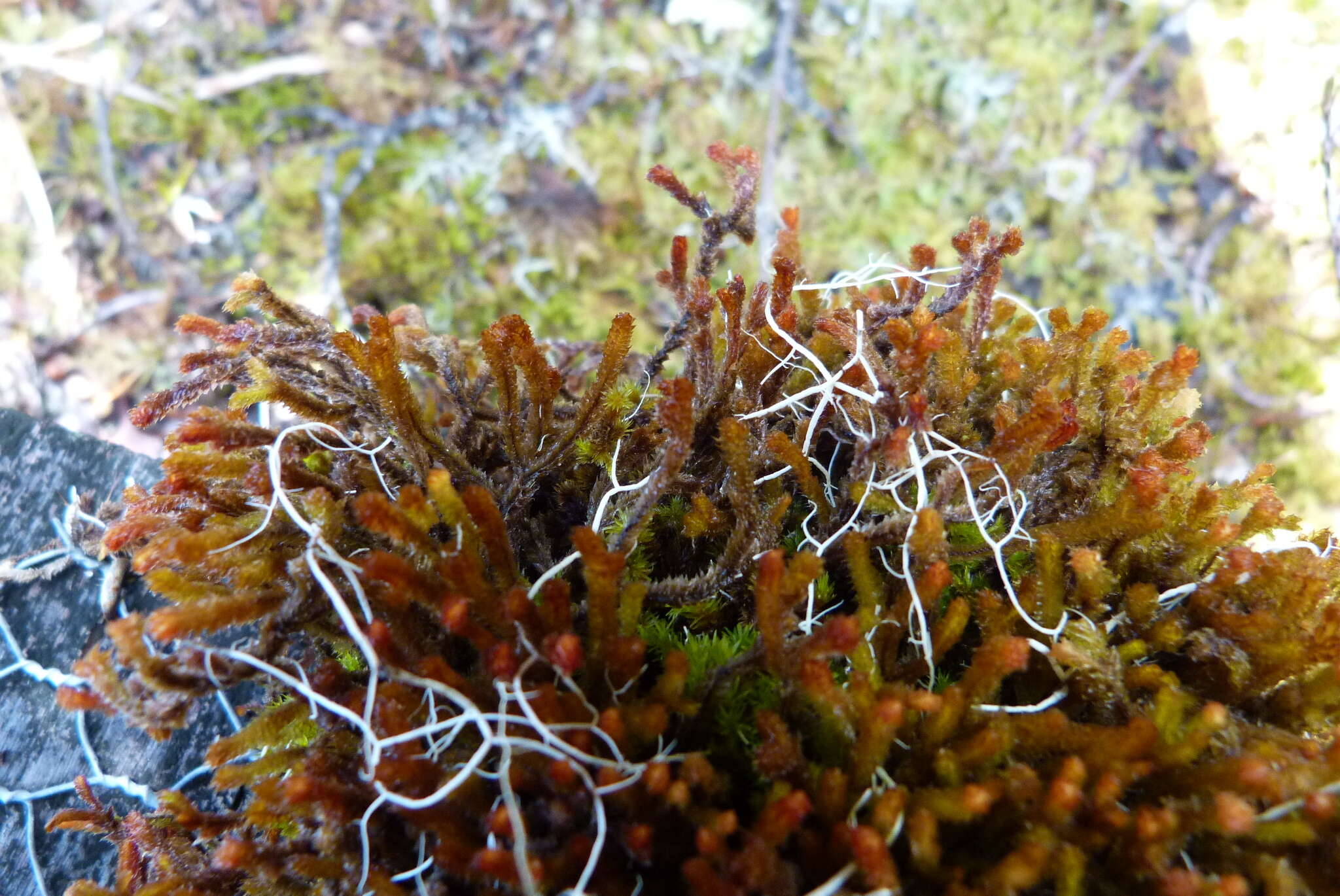 Image of Chandonanthus squarrosus (Menzies) Mitt.