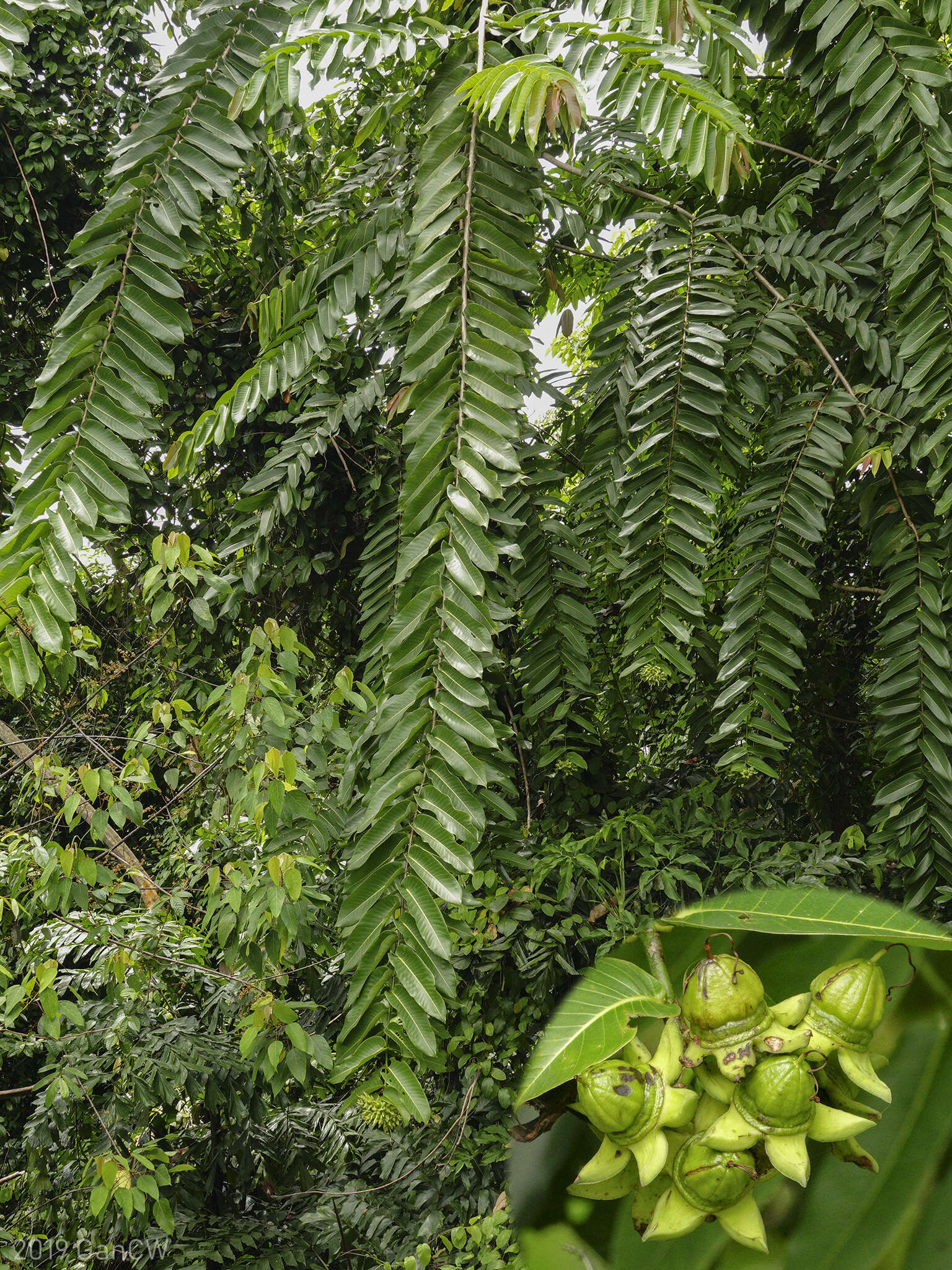 Duabanga grandiflora (Roxb. ex DC.) Walp. resmi