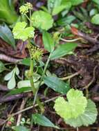 Image de Hydrocotyle mexicana Cham. & Schltdl.