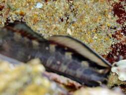 Image of Blenny