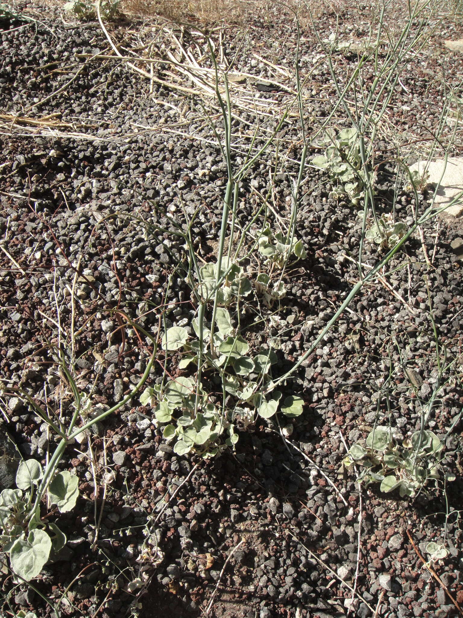 Image de Eriogonum deflexum var. baratum (Elmer) Reveal