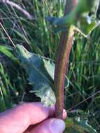 Image of rayless ragwort