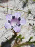 Image of Roella maculata Adamson