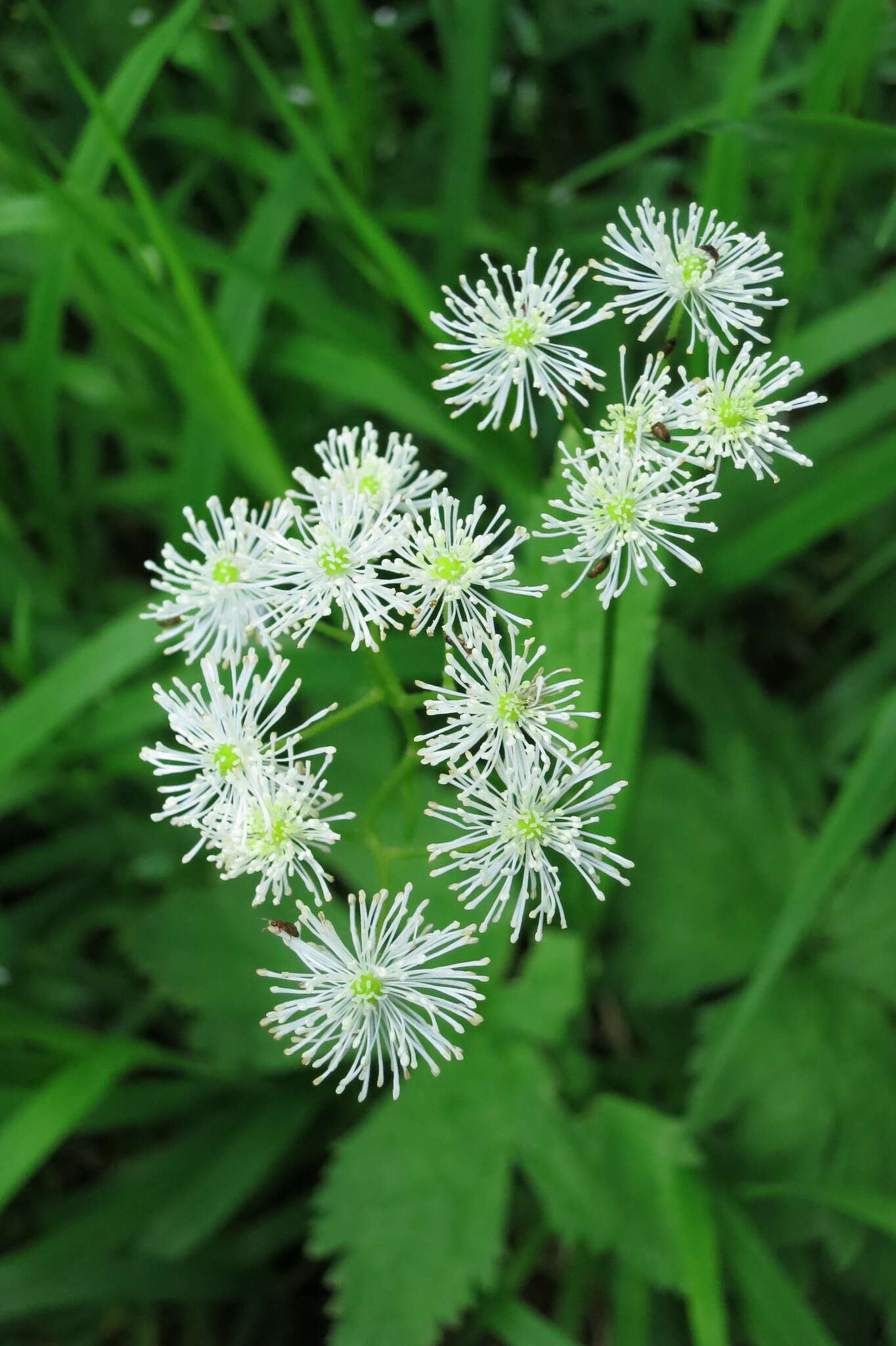 Слика од Trautvetteria caroliniensis var. occidentalis (A. Gray) C. L. Hitchc.