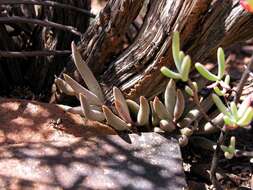 Image of Brittle Adromischus